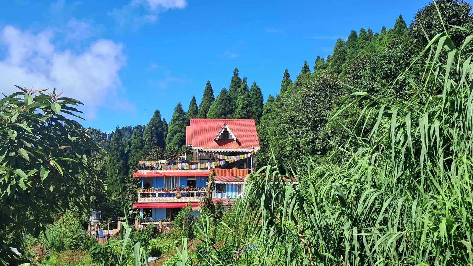 Sunny exterior view of Zambala Dwelling Nest homestay building with fluttering Tibetan prayer flags surrounded by pine trees in Sukhia Pokhari